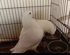 white king fancy pigeons (kabootar) pair for sale