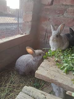 Flemish Giant Bunnies | 5kg Bloodline