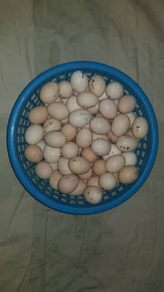 FERTILE ASEEL HEN EGGS , DESI EGGS AND TURKEY EGGS AVAILABLE