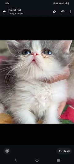 Persian Cat | Persian Kittens | Triple Coated Kittens for Sale