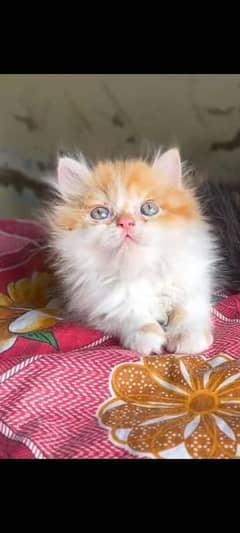 Persian Cat | Persian Kittens | Triple Coated Kittens for Sale