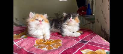 Persian Cat | Persian Kittens | Triple Coated Kittens for Sale