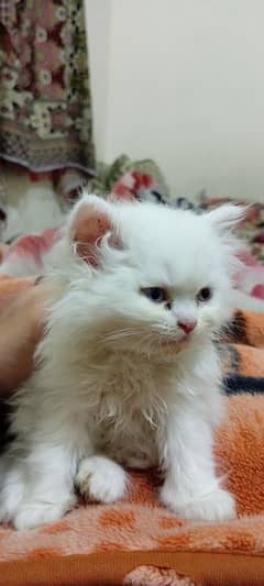 Persian male kitten