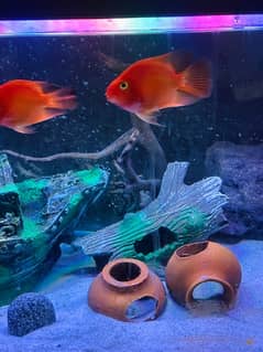 Parrot Fish 1 pair