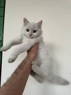 persian kitten