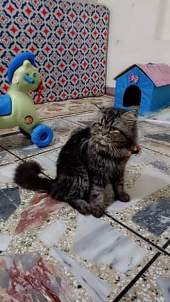 Persian Male Stud Cat For Sale