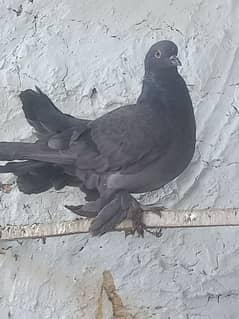 pigeon