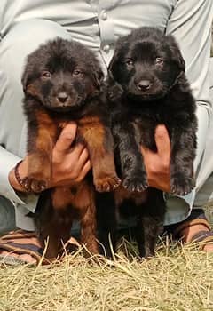 German shepherd pair for sale