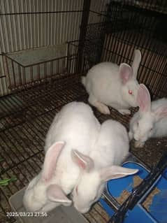 new Zeeland white rabbits for sale