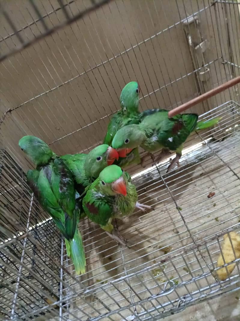 Kashmiri raw parrot chick jambo size 1