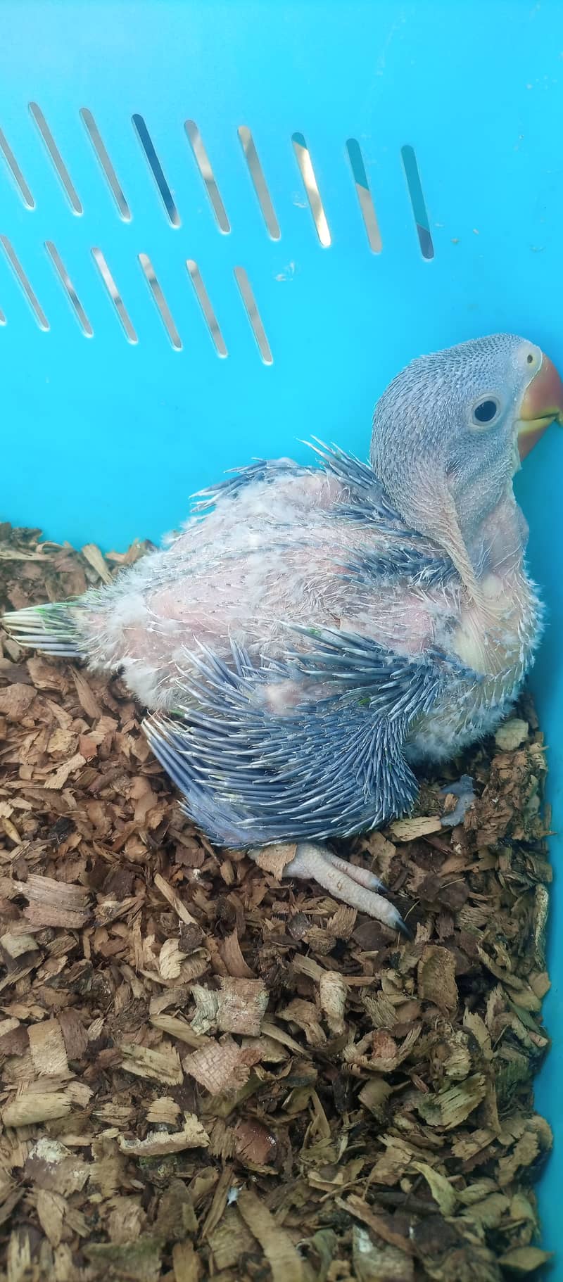 Kashmiri raw parrot chick jambo size 2