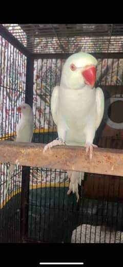 White Ringneck pair