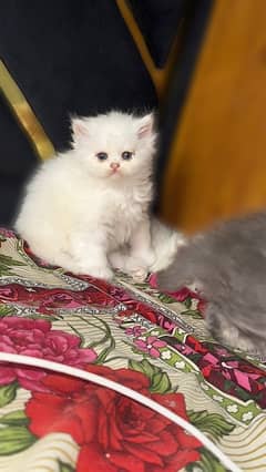 persian female kitten for sale