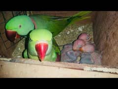 green parrots for sale healthy and active with breading history