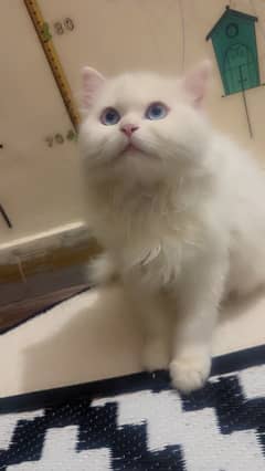 Persian triple coat female blue eyes