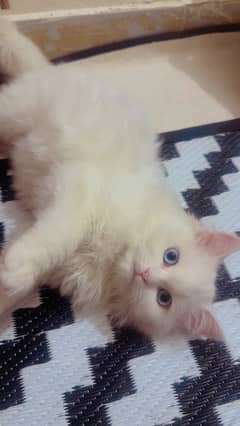 Persian triple coat female blue eyes