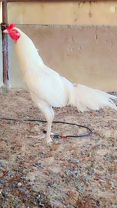 paper white Murga & Aseel miya wali murga & turkey bird pair for sale