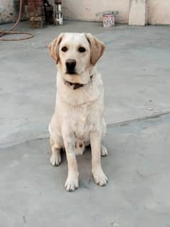 9 Month Labrador Male for sale