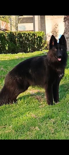 German black shepherd female for sale