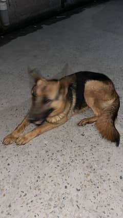 female german shaferd for sale age 1.5 year old