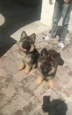 German shepherd puppies Double Coat My WhatsApp number 03267720525