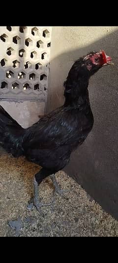 Thai Burmi madi black eyes hen