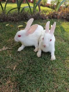 red eyes white rabbit for sale in very affordable prise