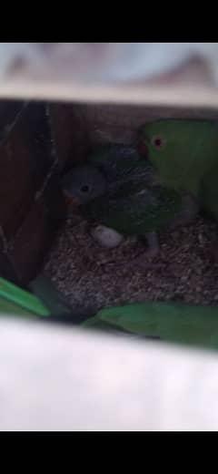 ringneck babies for sell