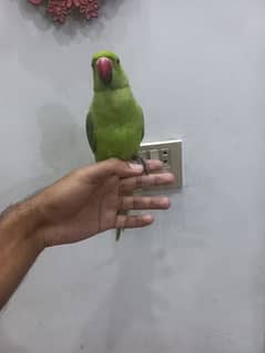 parrot