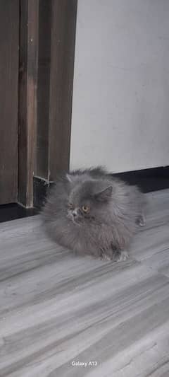 Persian triple coat