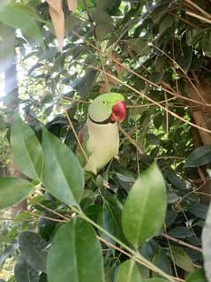 Ring Neck Parrot for Sale ( With Cage)