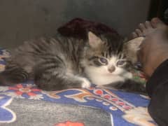 siberain kitten 1 months for sale