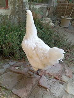 White Ayam Cemani female