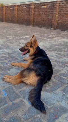 Double Coat German Shepherd Male