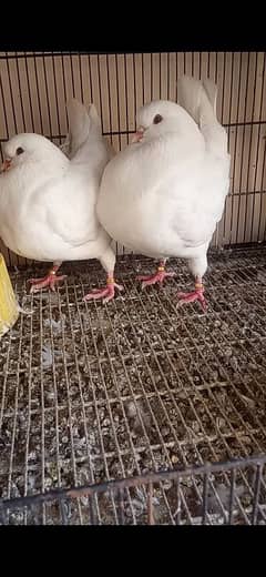 All kinds of Fancy pigeons 03136653640