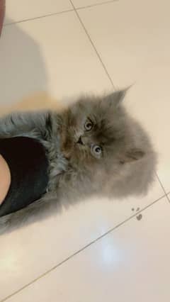 grey and black Persian kittens