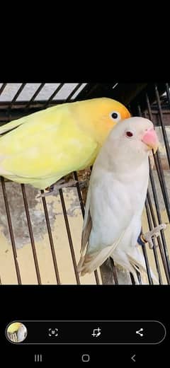 albino red eye crimino decino orange hood blackmoove