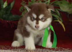 Alaskan malamute puppies Copper colour