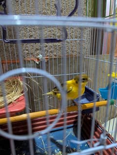 Canary Full Singing