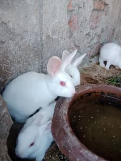 baby rabbits