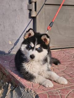 Siberian Husky For sale original breede healthy puppy