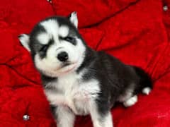 Pedigree Siberian Husky Pups