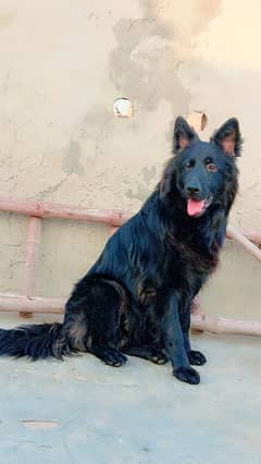 German shepherd fully Black trained Health very friendly and attractiv