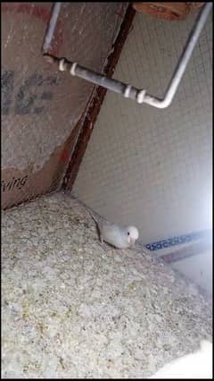 Rare budgies and simple budgies for sale WhatsApp 03096644514