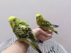 king budgie parrot chicks 2 months old