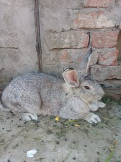 Flemish Giant Bunnies | 5kg Bloodline