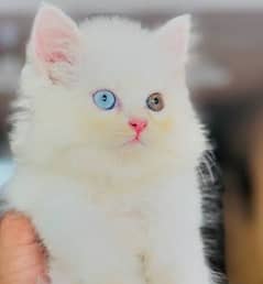 Persian Kittens Blue & Off Eyes