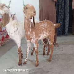 Male & Female Makhi Cheni jori Bakri or Bakra for sale Achi Nasal