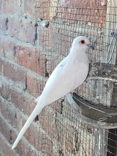 white pied dove