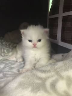 kitten